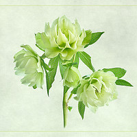 Buy canvas prints of Double Hellebore by Robert Murray