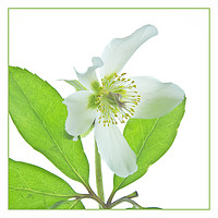 Buy canvas prints of White Hellebore, Christmas Rose. by Robert Murray