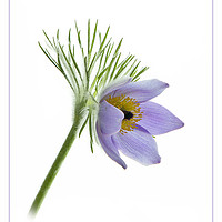 Buy canvas prints of Pasque Flower by Robert Murray