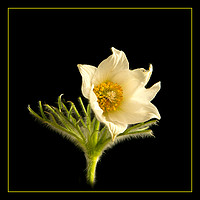 Buy canvas prints of Pasque Flower on Black by Robert Murray