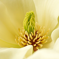 Buy canvas prints of Magnolia Macro by Robert Murray