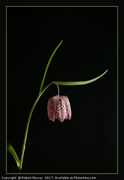 Snake's Head Fritillary Picture Board by Robert Murray