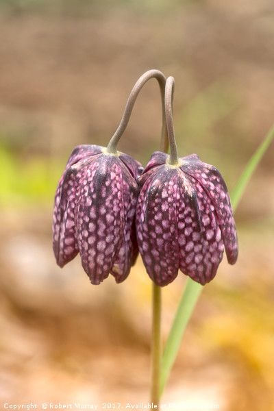 Fritillary Twins Picture Board by Robert Murray