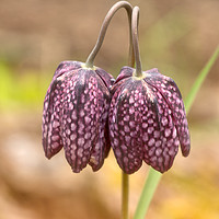 Buy canvas prints of Fritillary Twins by Robert Murray