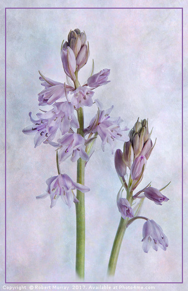 Spanish Bluebell Picture Board by Robert Murray