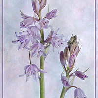 Buy canvas prints of Spanish Bluebell by Robert Murray