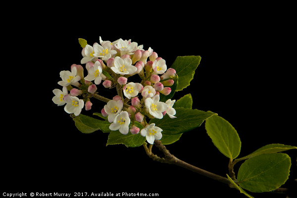 Viburnum Burkwoodii Blossom Picture Board by Robert Murray