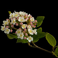 Buy canvas prints of Viburnum Burkwoodii Blossom by Robert Murray