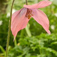Buy canvas prints of Meconopsis x cookei by Robert Murray