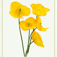 Buy canvas prints of Welsh Poppies by Robert Murray