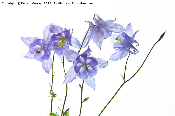Aquilegia Picture Board by Robert Murray