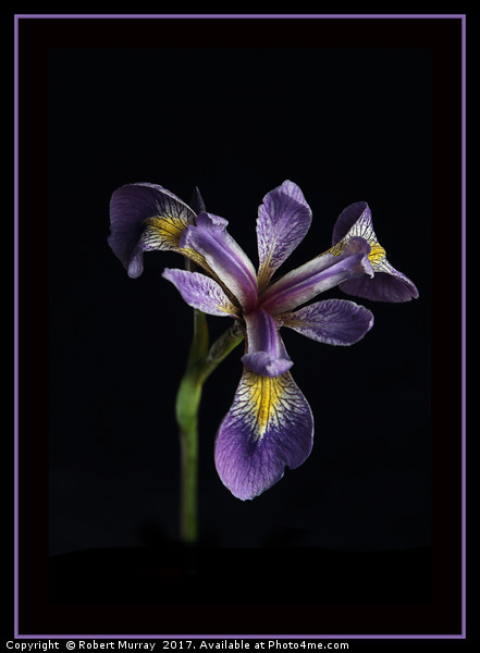 Iris laevigata Picture Board by Robert Murray