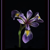 Buy canvas prints of Iris laevigata by Robert Murray