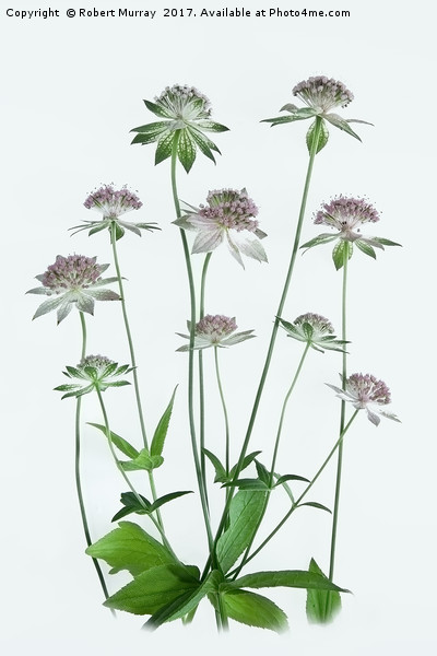 Astrantia Picture Board by Robert Murray