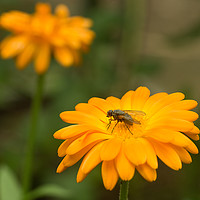 Buy canvas prints of Fly Marigold by Robert Murray