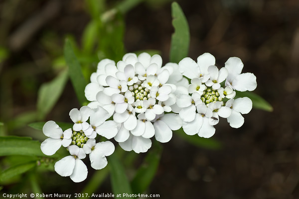 White candytuft Picture Board by Robert Murray