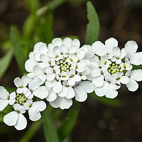 Buy canvas prints of White candytuft by Robert Murray