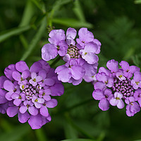 Buy canvas prints of Candytuft by Robert Murray