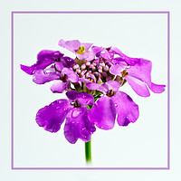 Buy canvas prints of Candytuft 3 by Robert Murray
