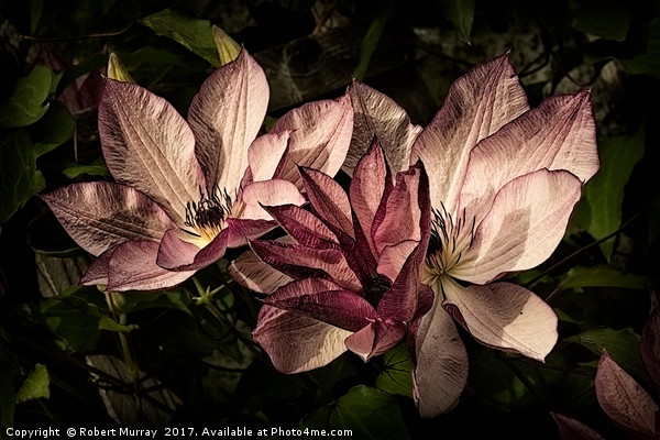 Clematis "Omoshiro" Picture Board by Robert Murray