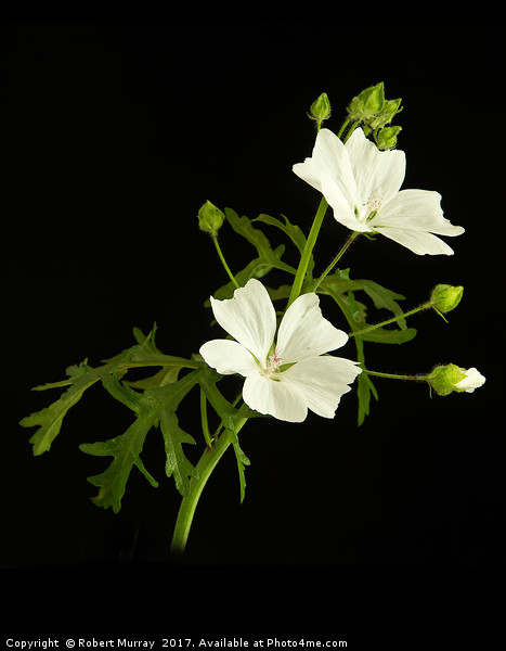 White Mallow  on Black 2 Picture Board by Robert Murray