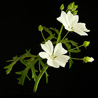 Buy canvas prints of White Mallow  on Black 2 by Robert Murray