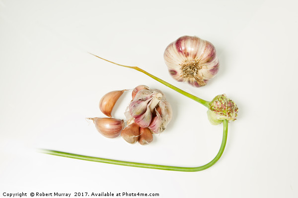 Garlic Picture Board by Robert Murray
