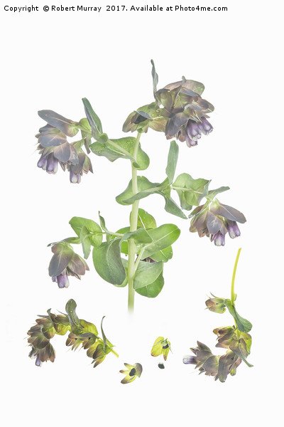 Cerinthe Picture Board by Robert Murray