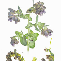 Buy canvas prints of Cerinthe by Robert Murray