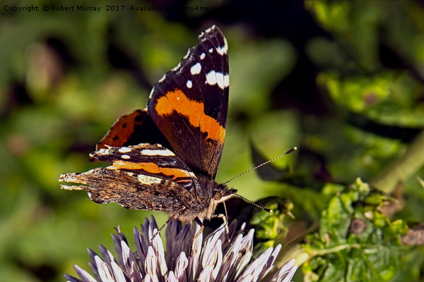 Red Admiral 2 Picture Board by Robert Murray