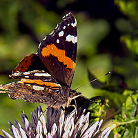 Buy canvas prints of Red Admiral 2 by Robert Murray