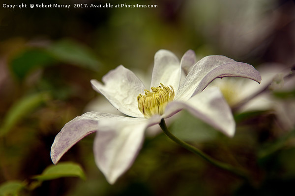 Clematis "Huldine" Picture Board by Robert Murray