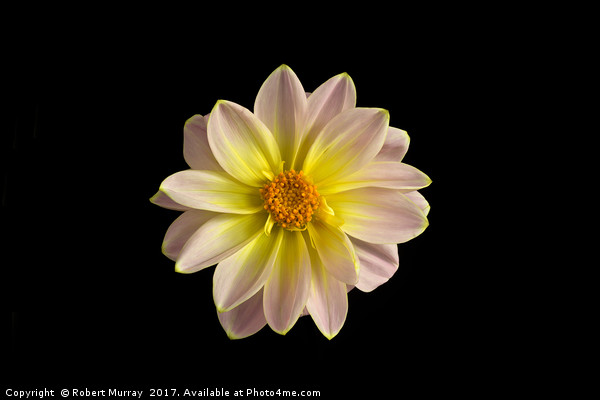 Dahlia on Black Picture Board by Robert Murray