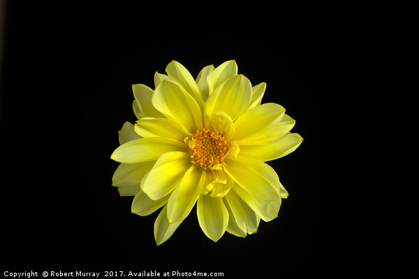 Dahlia on Black 2 Picture Board by Robert Murray
