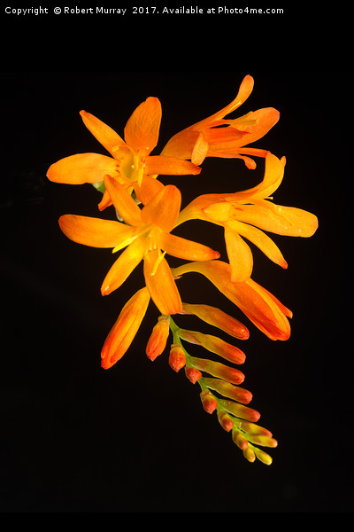 Montbretia on Black Picture Board by Robert Murray