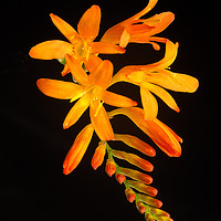 Buy canvas prints of Montbretia on Black by Robert Murray