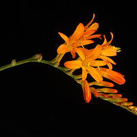 Buy canvas prints of Montbretia by Robert Murray
