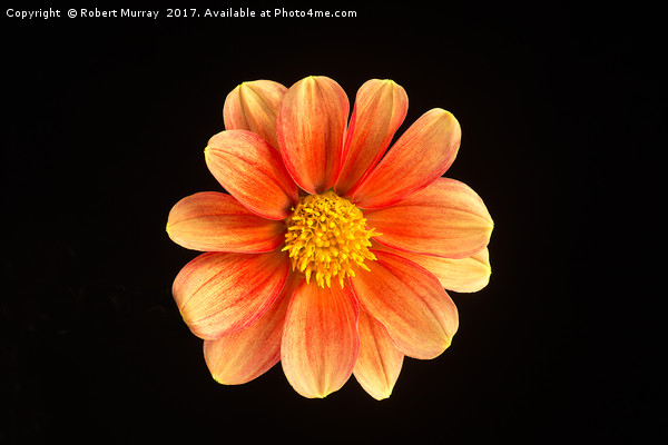 Dahlia on Black 3 Picture Board by Robert Murray