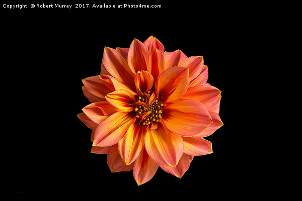 Dahlia on Black 8 Picture Board by Robert Murray
