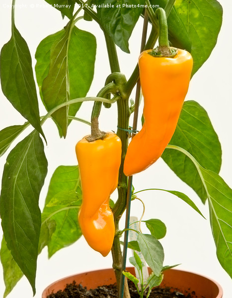 Orange Sweet Peppers Picture Board by Robert Murray