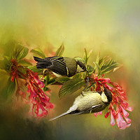 Buy canvas prints of Great Tits on Flowers by Robert Murray