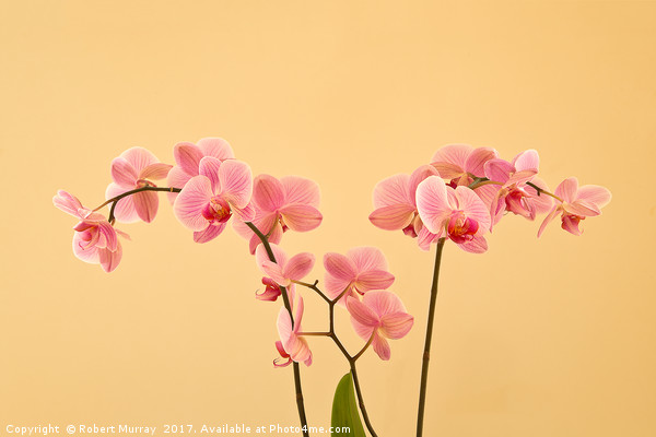 Orchids Picture Board by Robert Murray