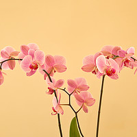 Buy canvas prints of Orchids by Robert Murray
