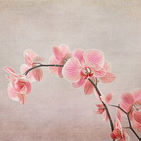 Buy canvas prints of Orchid 2 by Robert Murray