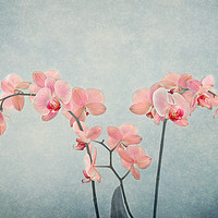 Buy canvas prints of Moth Orchids by Robert Murray