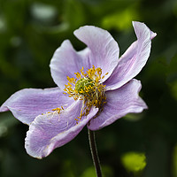 Buy canvas prints of Japanese anemone by Robert Murray