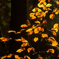 Buy canvas prints of Golden Leaves of Autumn by Robert Murray