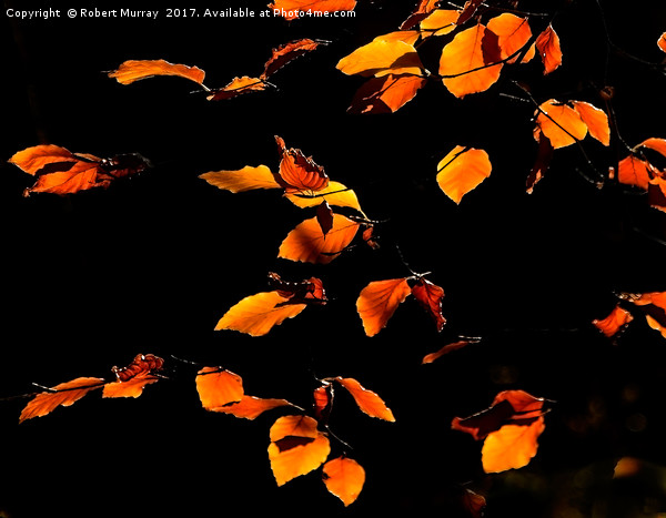 Golden Leaves of Autumn 2 Picture Board by Robert Murray