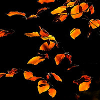 Buy canvas prints of Golden Leaves of Autumn 2 by Robert Murray