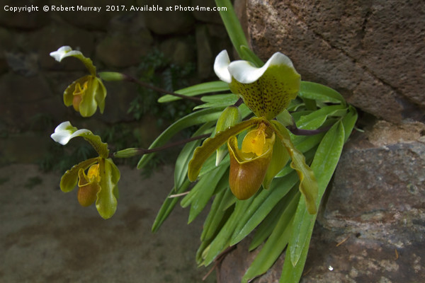 Slipper Orchids Picture Board by Robert Murray